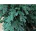 Triumph Tree Ёлка Царская зеленая 230 см